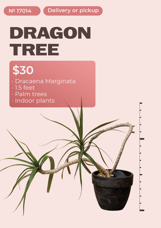 1'6" Dracaena Marginata Dracaena marginata in nursery pot, NYC plant delivery, item 56