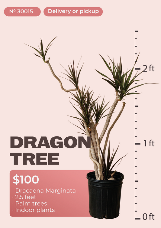 2'6" Dracaena Marginata Dracaena marginata in nursery pot, NYC plant delivery, item 57