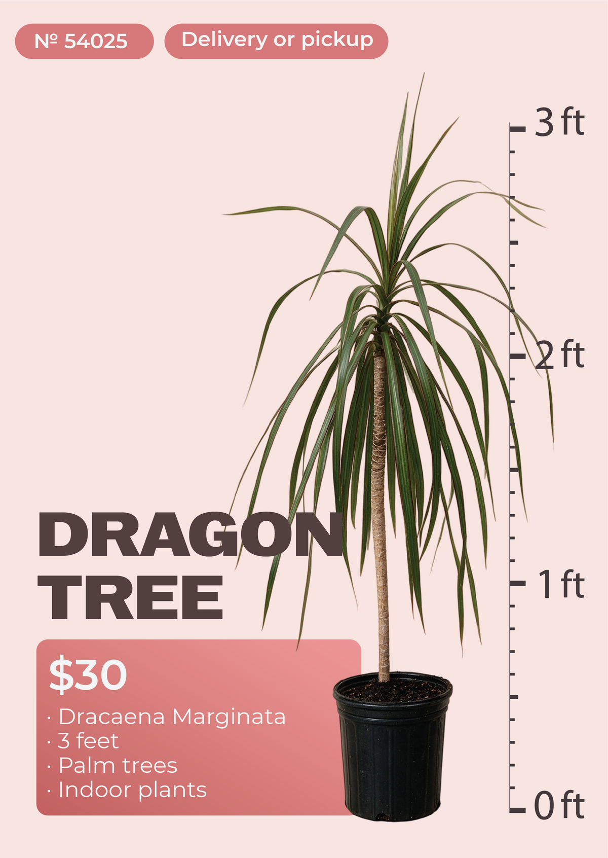 3' Dracaena Marginata Dracaena marginata in nursery pot, NYC plant delivery, item 66