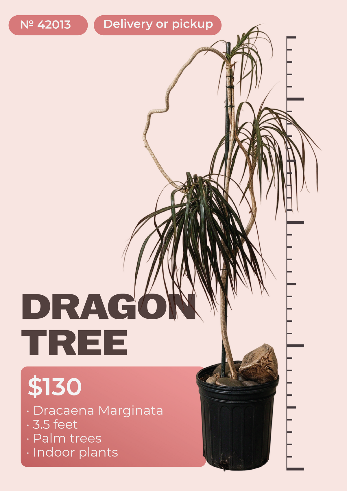 3'6" Dracaena Marginata Dracaena marginata in nursery pot, NYC plant delivery, item 55