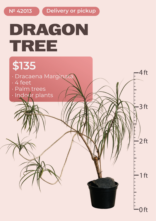 4' Dracaena Marginata Dracaena marginata in nursery pot, NYC plant delivery, item 12