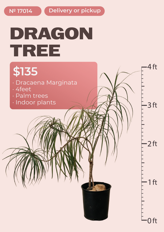4' Dracaena Marginata Dracaena marginata in nursery pot, NYC plant delivery, item 13