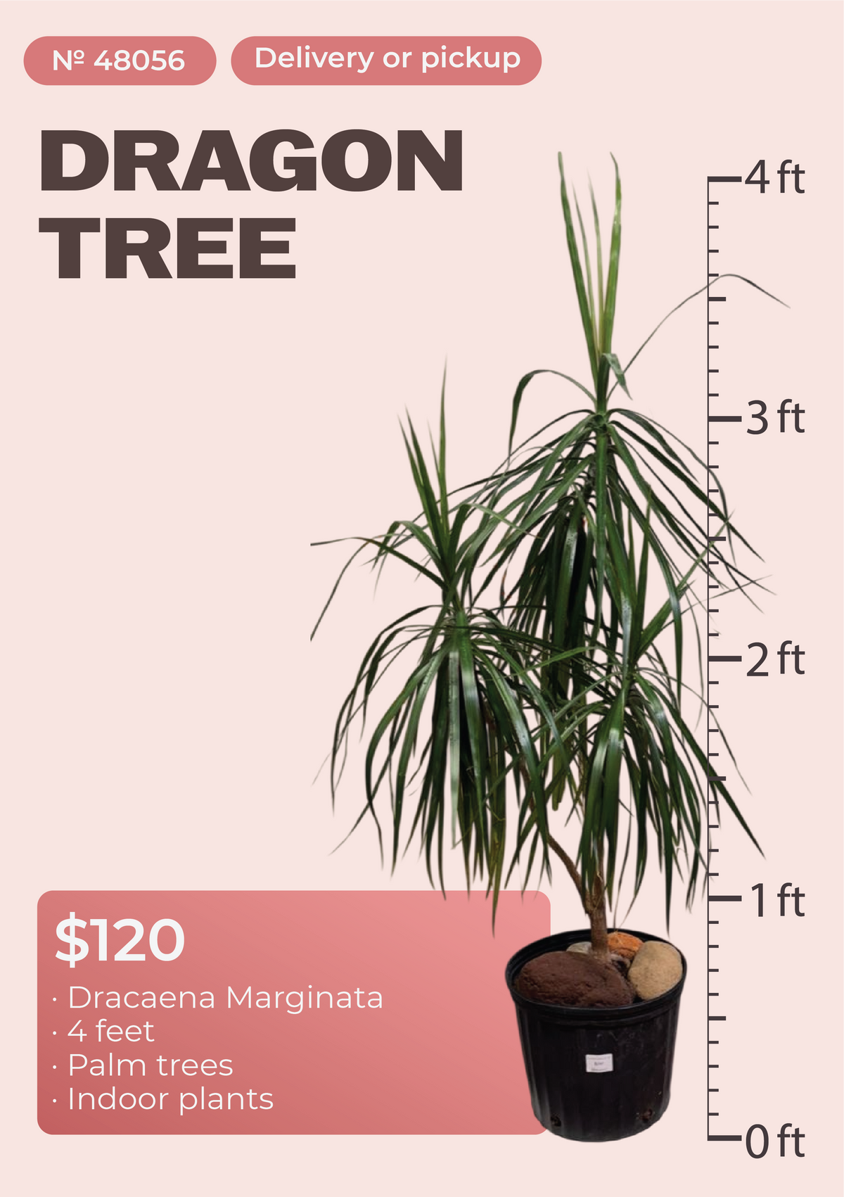 4' Dracaena Marginata Dracaena marginata in nursery pot, NYC plant delivery, item 30