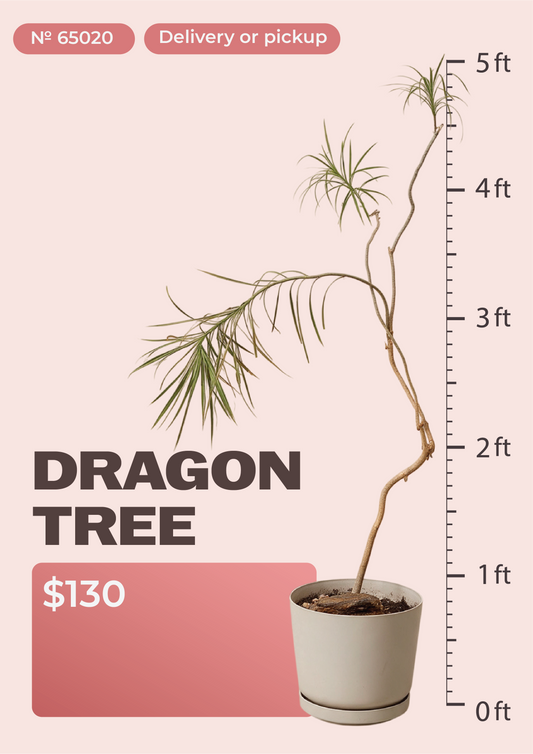 4' Dracaena Marginata Dracaena marginata in nursery pot, NYC plant delivery, item 62