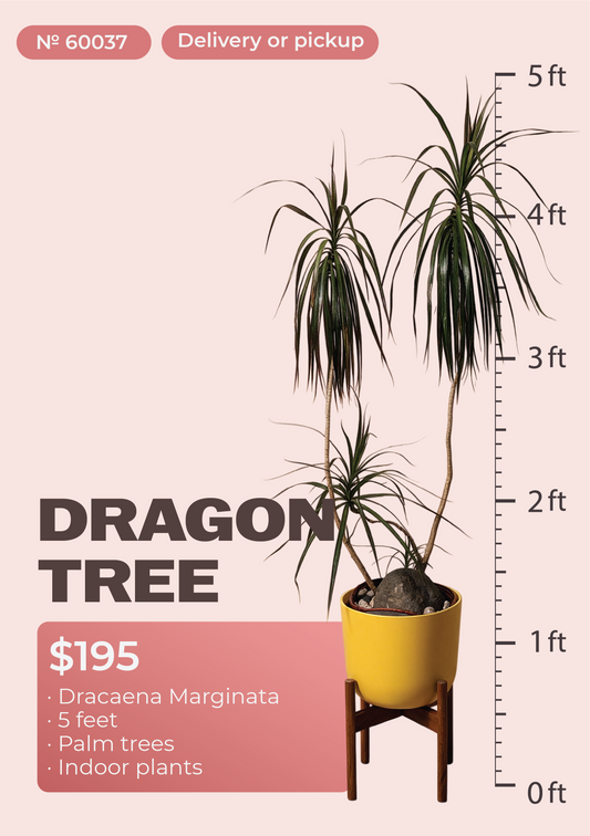5' Dracaena Marginata Dracaena marginata in nursery pot, NYC plant delivery, item 10