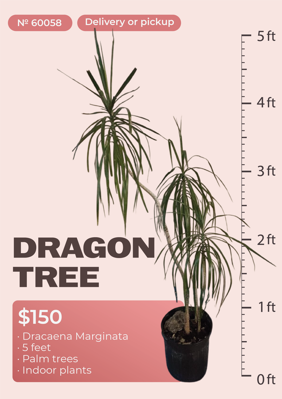 5' Dracaena Marginata Dracaena marginata in nursery pot, NYC plant delivery, item 32