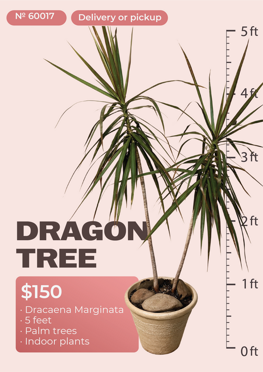 5' Dracaena Marginata Dracaena marginata in nursery pot, NYC plant delivery, item 59