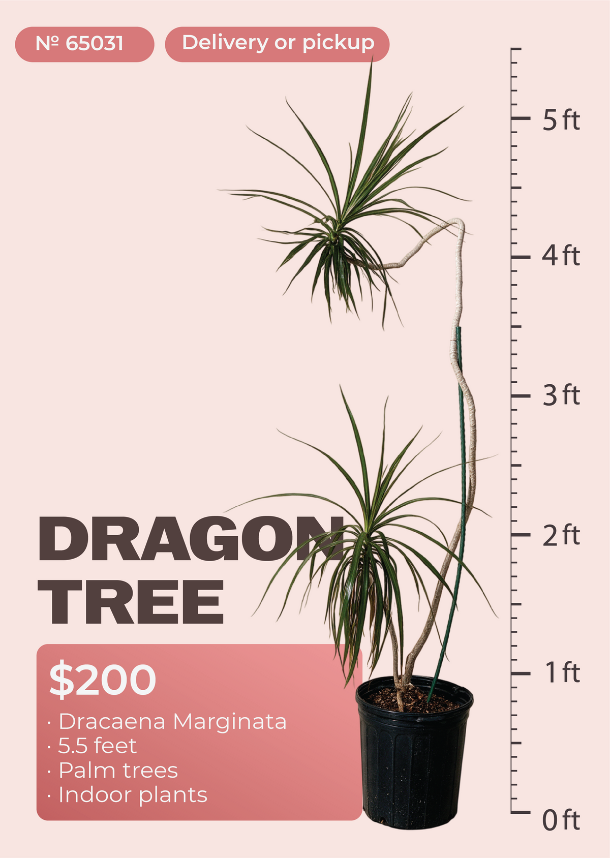 5'6" Dracaena Marginata Dracaena marginata in nursery pot, NYC plant delivery, item 4