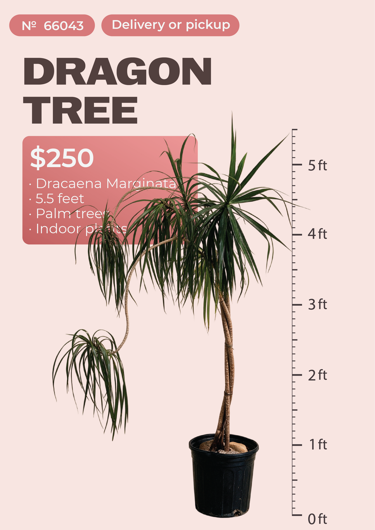 5'6" Dracaena Marginata Dracaena marginata in nursery pot, NYC plant delivery, item 16