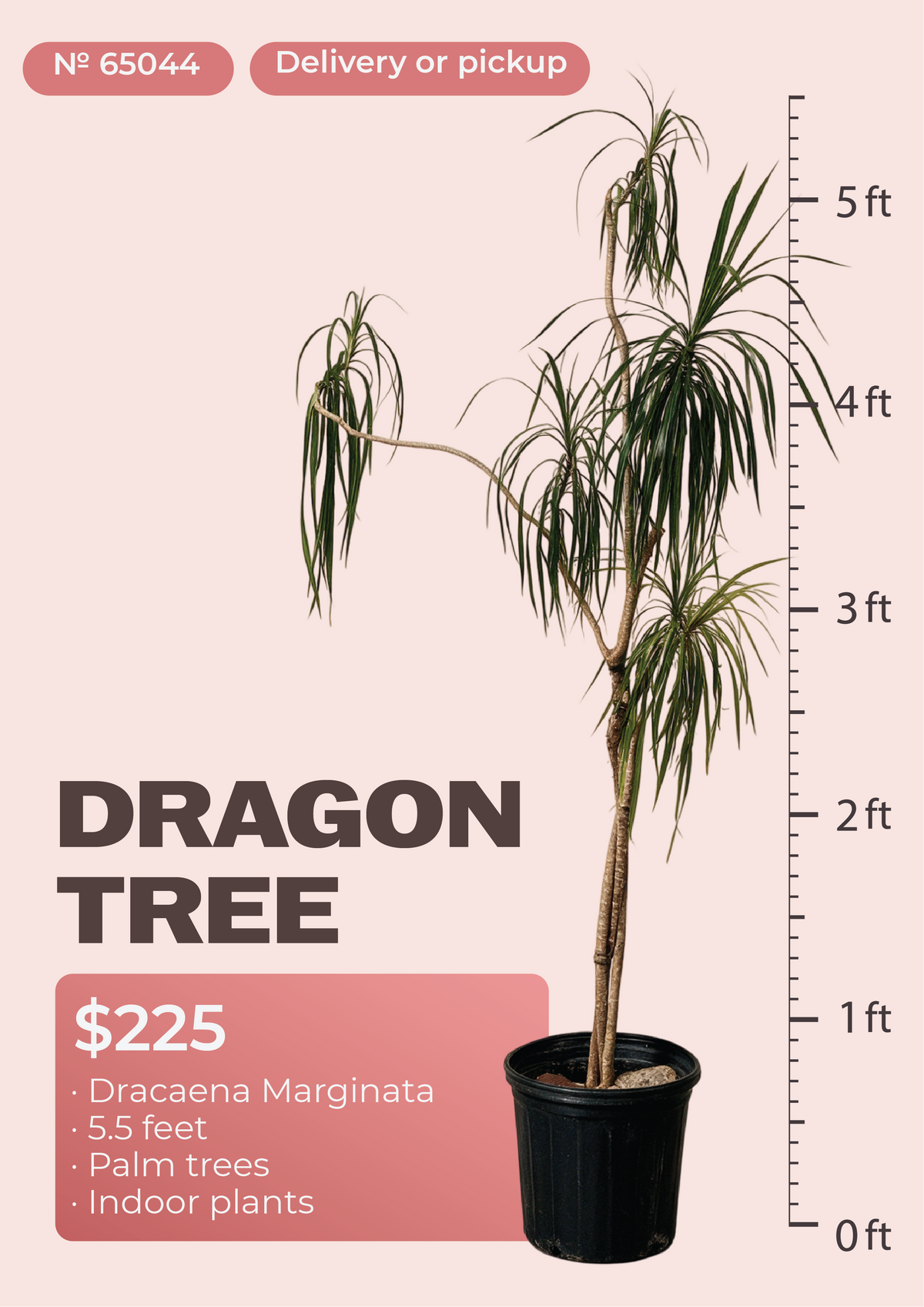 5'6" Dracaena Marginata Dracaena marginata in nursery pot, NYC plant delivery, item 17