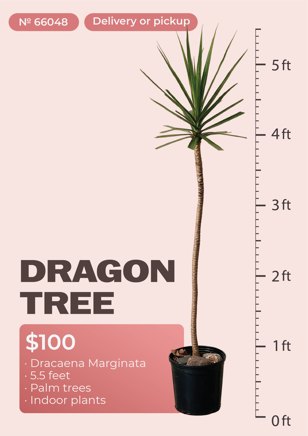 5'6" Dracaena Marginata Dracaena marginata in nursery pot, NYC plant delivery, item 21