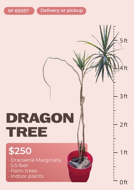 5'6" Dracaena Marginata Dracaena marginata in nursery pot, NYC plant delivery, item 31