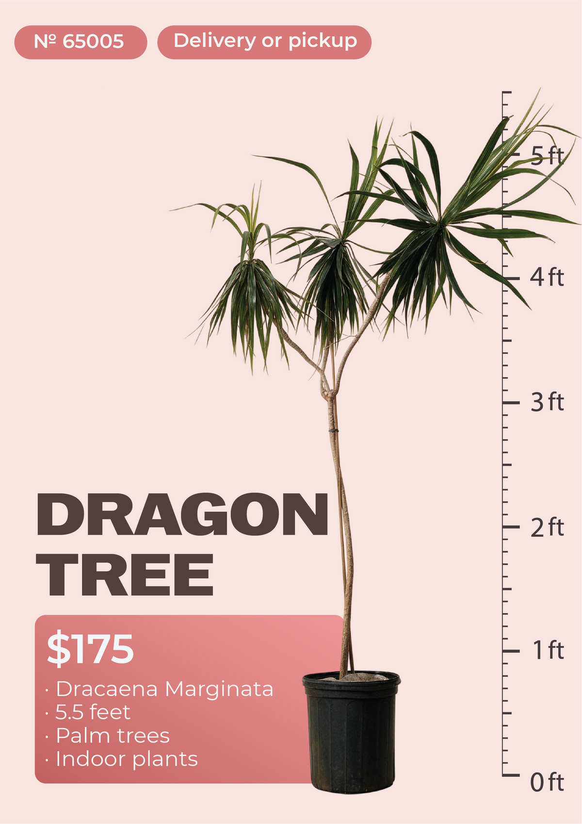 5'6" Dracaena Marginata Dracaena marginata in nursery pot, NYC plant delivery, item 47