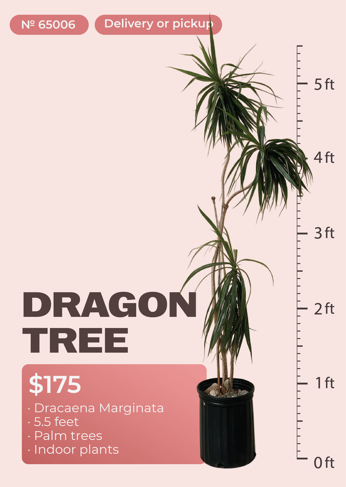 5'6" Dracaena Marginata Dracaena marginata in nursery pot, NYC plant delivery, item 48