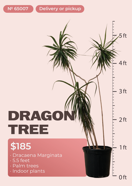 5'6" Dracaena Marginata Dracaena marginata in nursery pot, NYC plant delivery, item 49