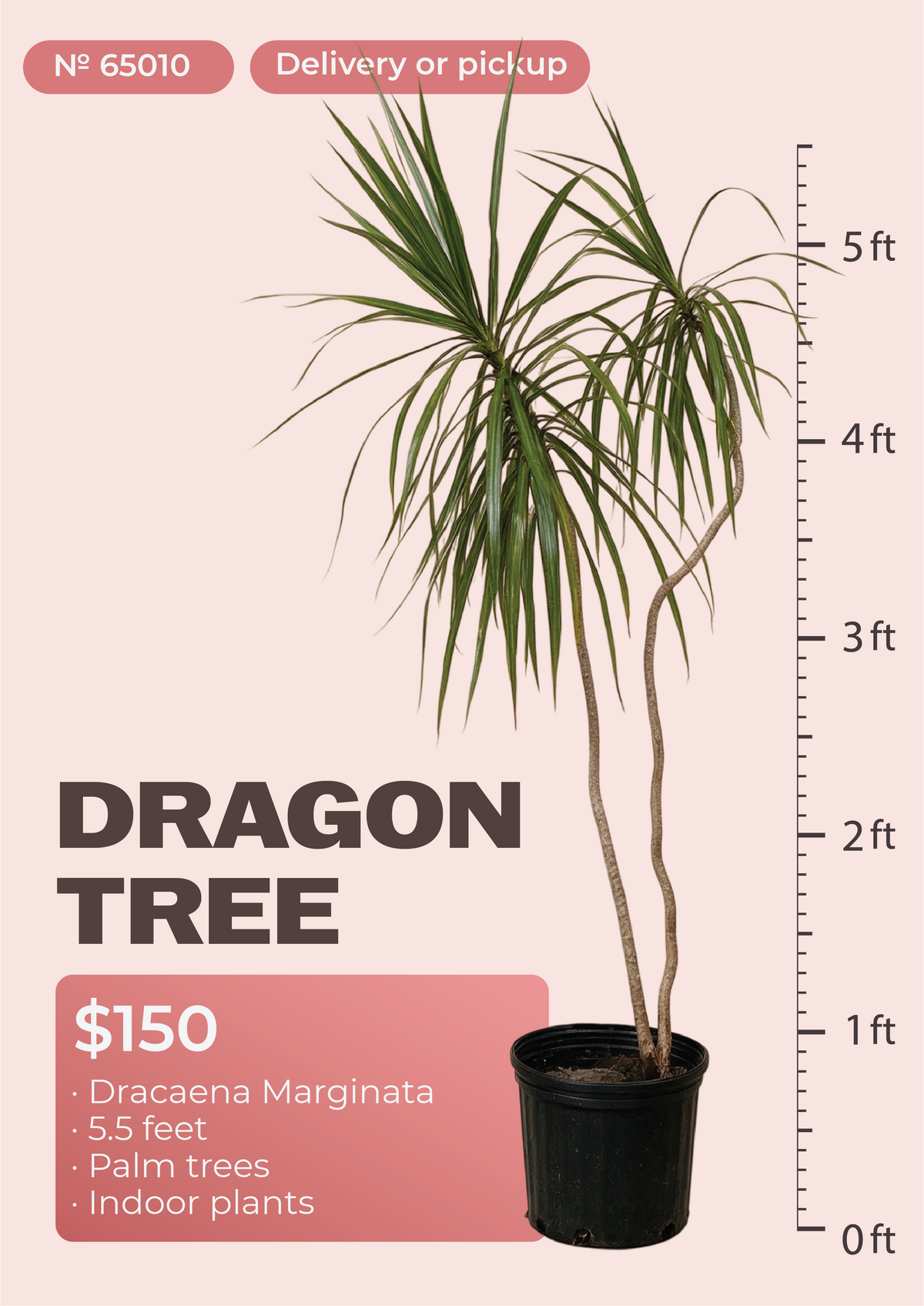 5'6" Dracaena Marginata Dracaena marginata in nursery pot, NYC plant delivery, item 52