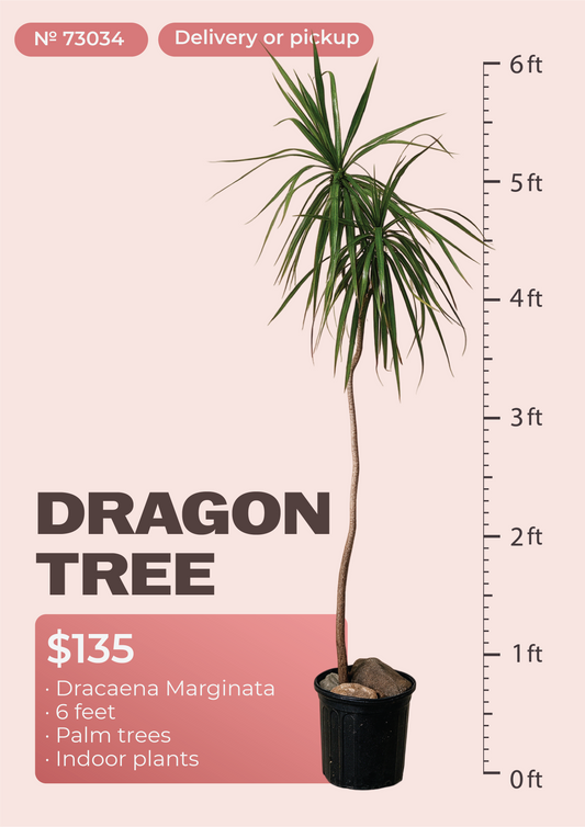 6' Dracaena Marginata Dracaena marginata in nursery pot, NYC plant delivery, item 7