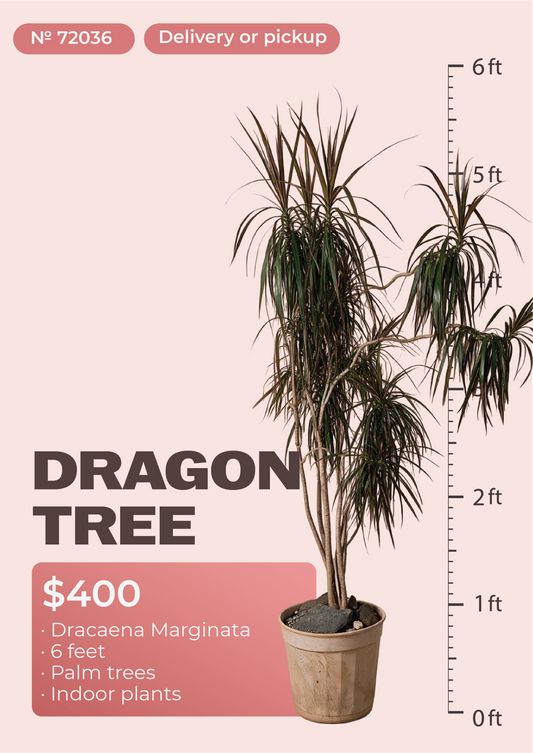 6' Dracaena Marginata Dracaena marginata in nursery pot, NYC plant delivery, item 9