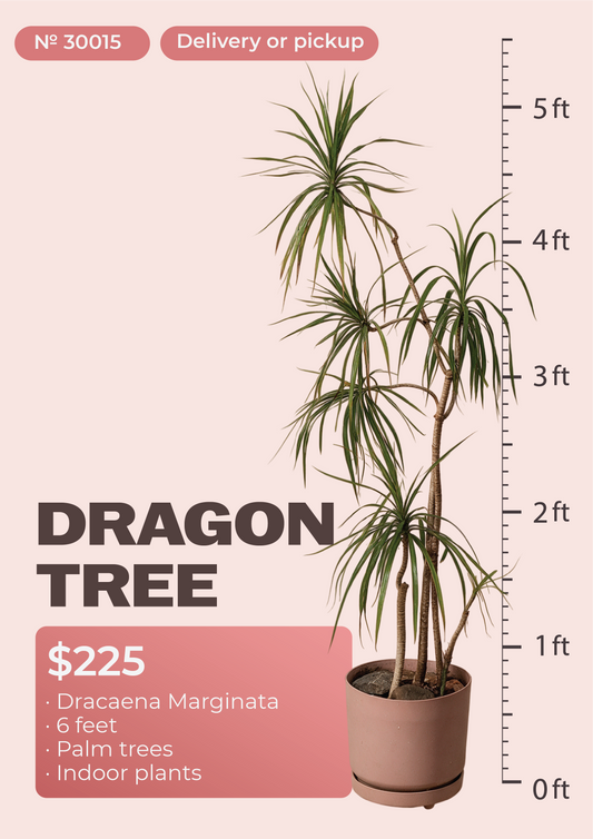 6' Dracaena Marginata Dracaena marginata in nursery pot, NYC plant delivery, item 14