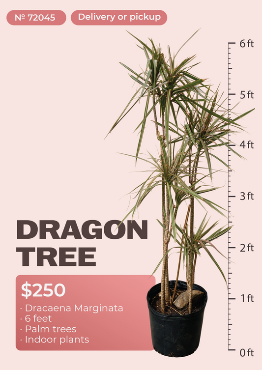 6' Dracaena Marginata Dracaena marginata in nursery pot, NYC plant delivery, item 18