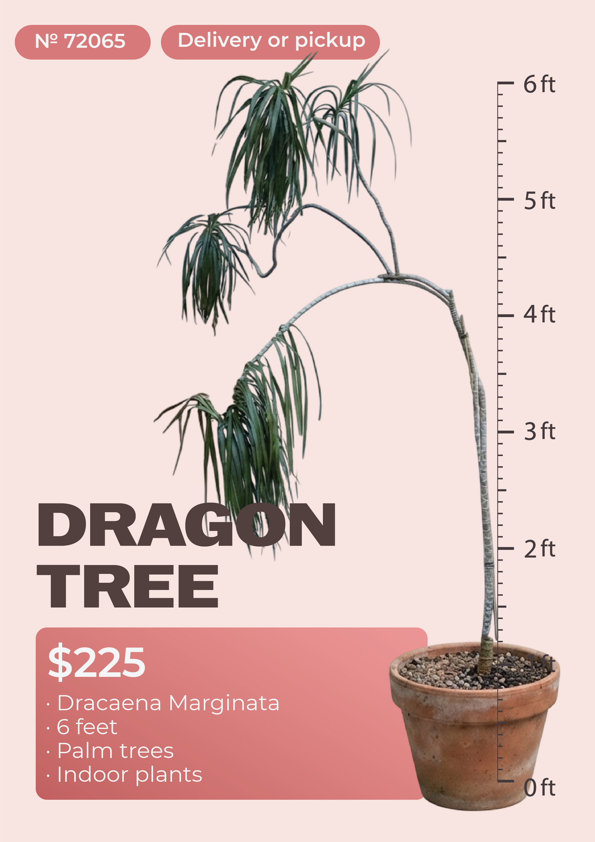 6' Dracaena Marginata Dracaena marginata in nursery pot, NYC plant delivery, item 39
