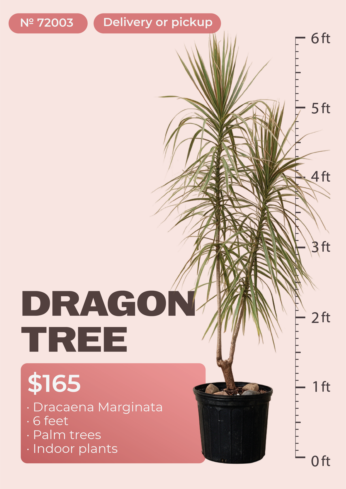 6' Dracaena Marginata Dracaena marginata in nursery pot, NYC plant delivery, item 45