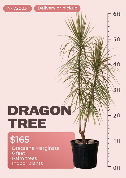 6' Dracaena Marginata Dracaena marginata in nursery pot, NYC plant delivery, item 45