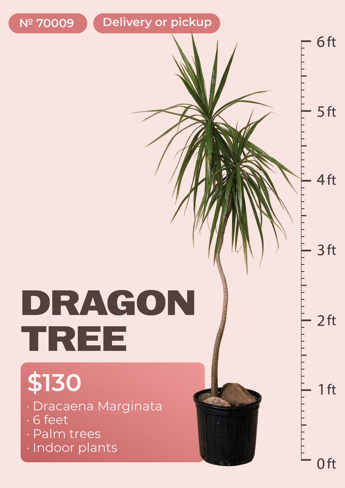 6' Dracaena Marginata Dracaena marginata in nursery pot, NYC plant delivery, item 51