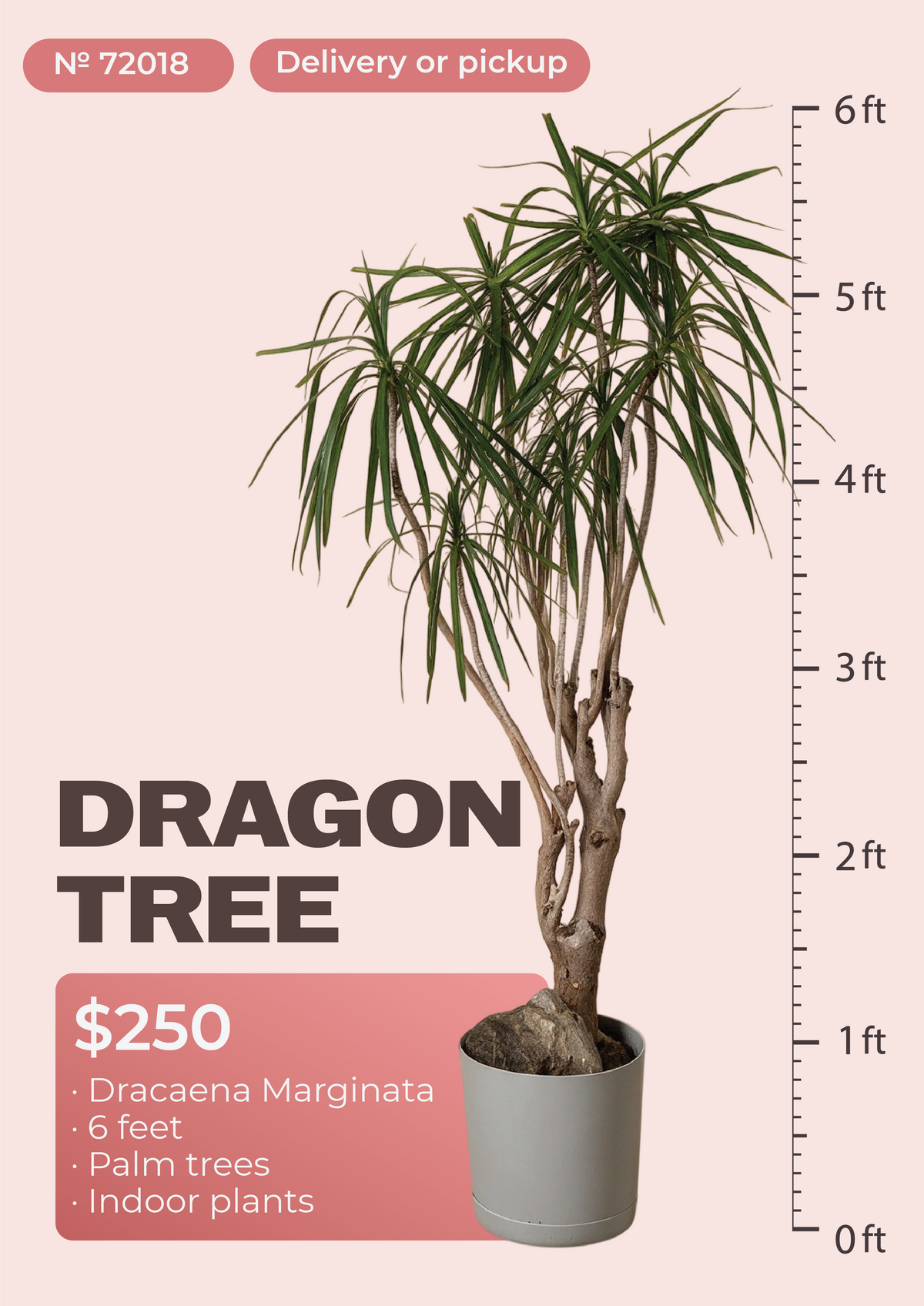 6' Dracaena Marginata Dracaena marginata in nursery pot, NYC plant delivery, item 60