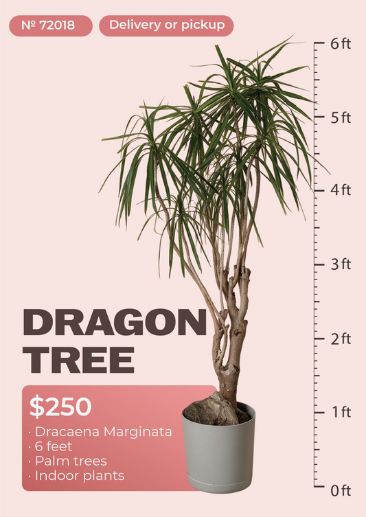 6' Dracaena Marginata Dracaena marginata in nursery pot, NYC plant delivery, item 60