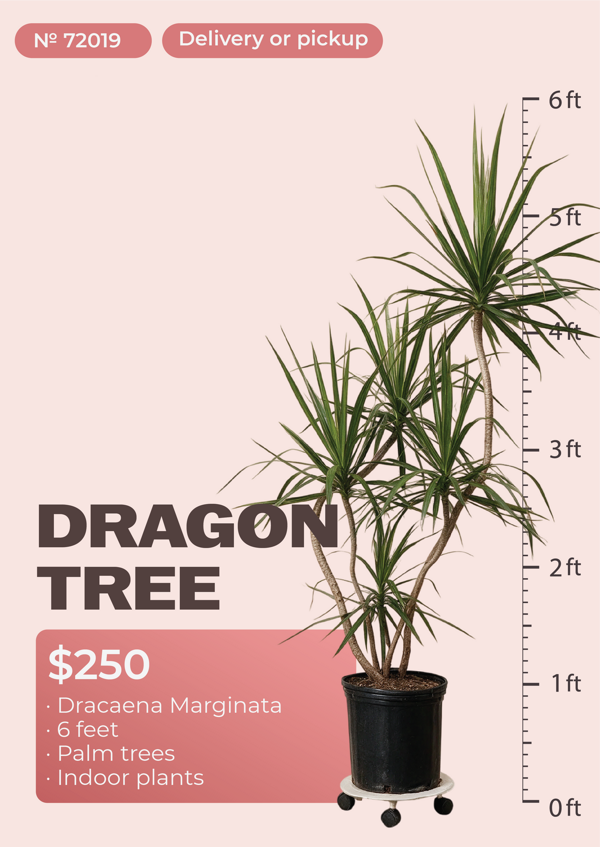 6' Dracaena Marginata Dracaena marginata in nursery pot, NYC plant delivery, item 61