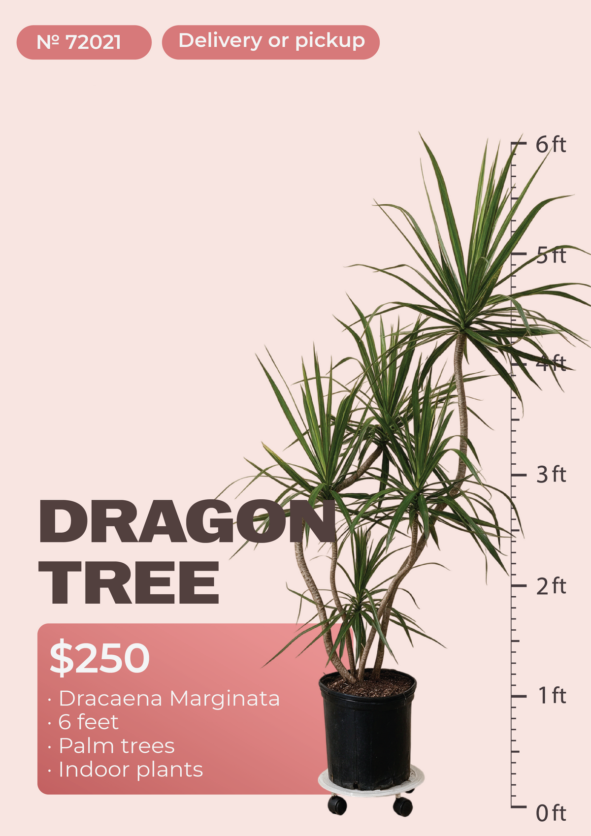 6' Dracaena Marginata Dracaena marginata in nursery pot, NYC plant delivery, item 63