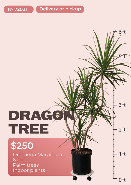 6' Dracaena Marginata Dracaena marginata in nursery pot, NYC plant delivery, item 63