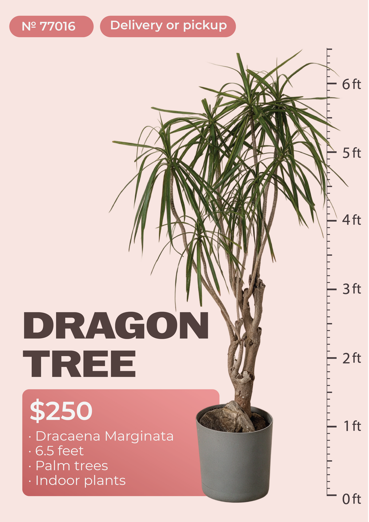 6'6" Dracaena Marginata Dracaena marginata in nursery pot, NYC plant delivery, item 58
