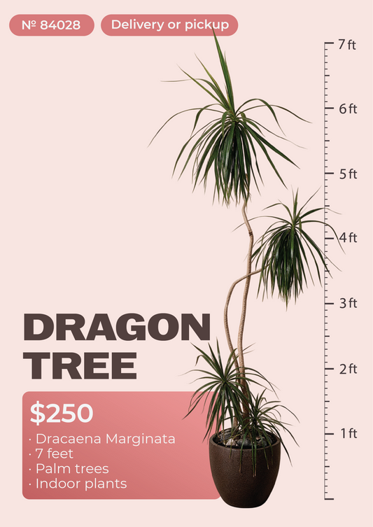 7' Dracaena Marginata Dracaena marginata in nursery pot, NYC plant delivery, item 1