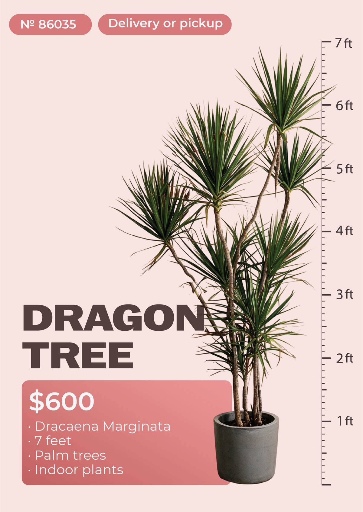 7' Dracaena Marginata Dracaena marginata in nursery pot, NYC plant delivery, item 8