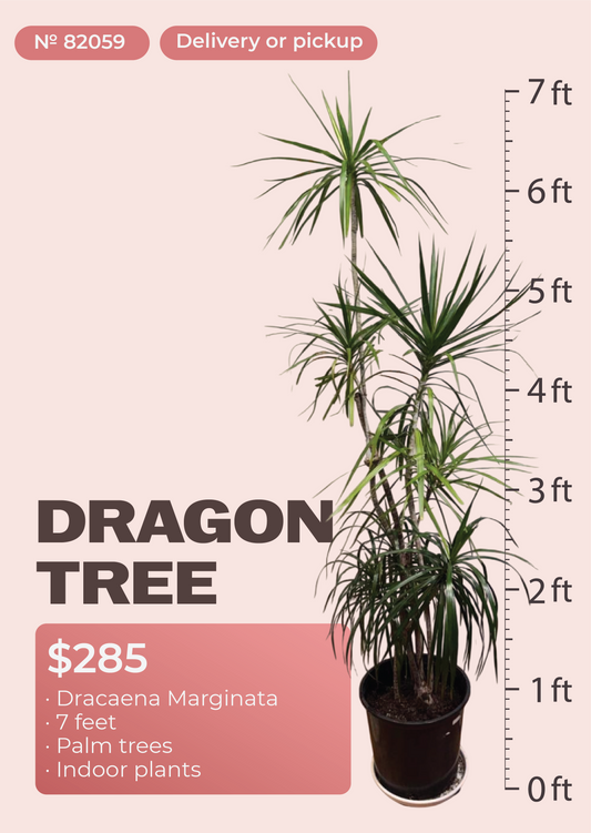 7' Dracaena Marginata Dracaena marginata in nursery pot, NYC plant delivery, item 33