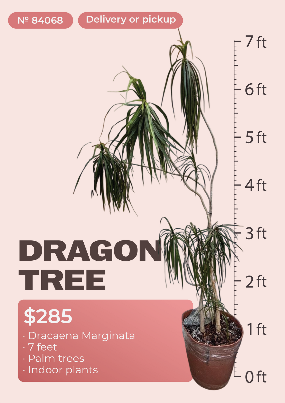 7' Dracaena Marginata Dracaena marginata in nursery pot, NYC plant delivery, item 42