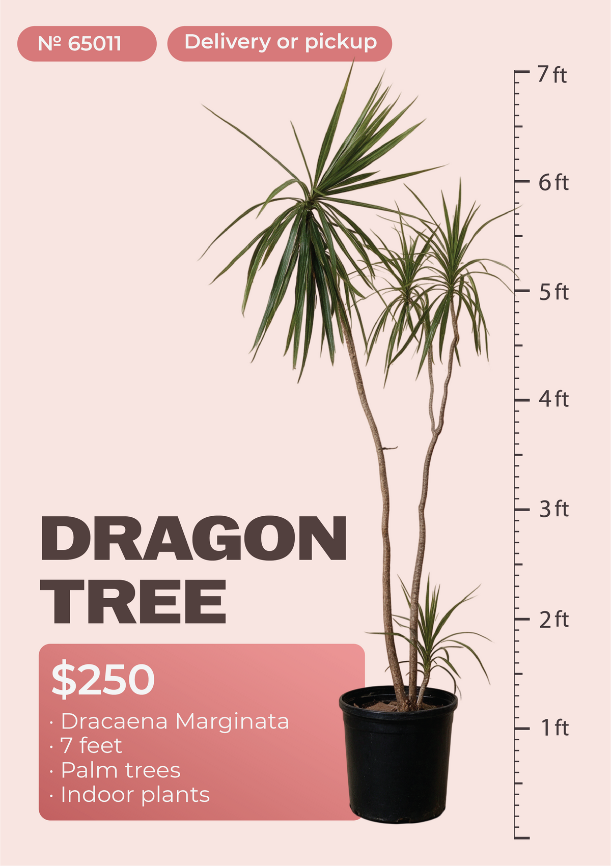 7' Dracaena Marginata Dracaena marginata in nursery pot, NYC plant delivery, item 53