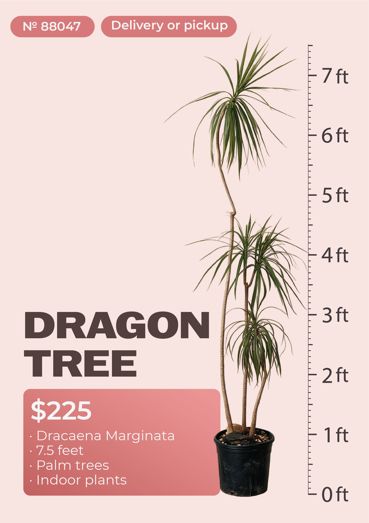 7'6" Dracaena Marginata Dracaena marginata in nursery pot, NYC plant delivery, item 20