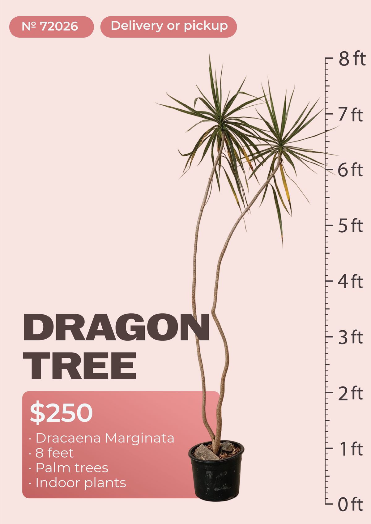 8' Dracaena Marginata Dracaena marginata in nursery pot, NYC plant delivery, item 67