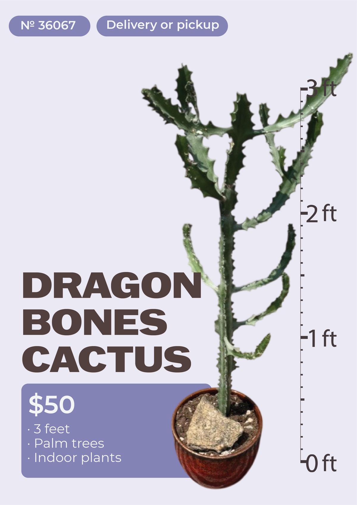 3' Dragon Bones Cactus Euphorbia lactea in nursery pot, NYC plant delivery, item 41