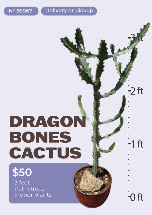 3' Dragon Bones Cactus Euphorbia lactea in nursery pot, NYC plant delivery, item 41