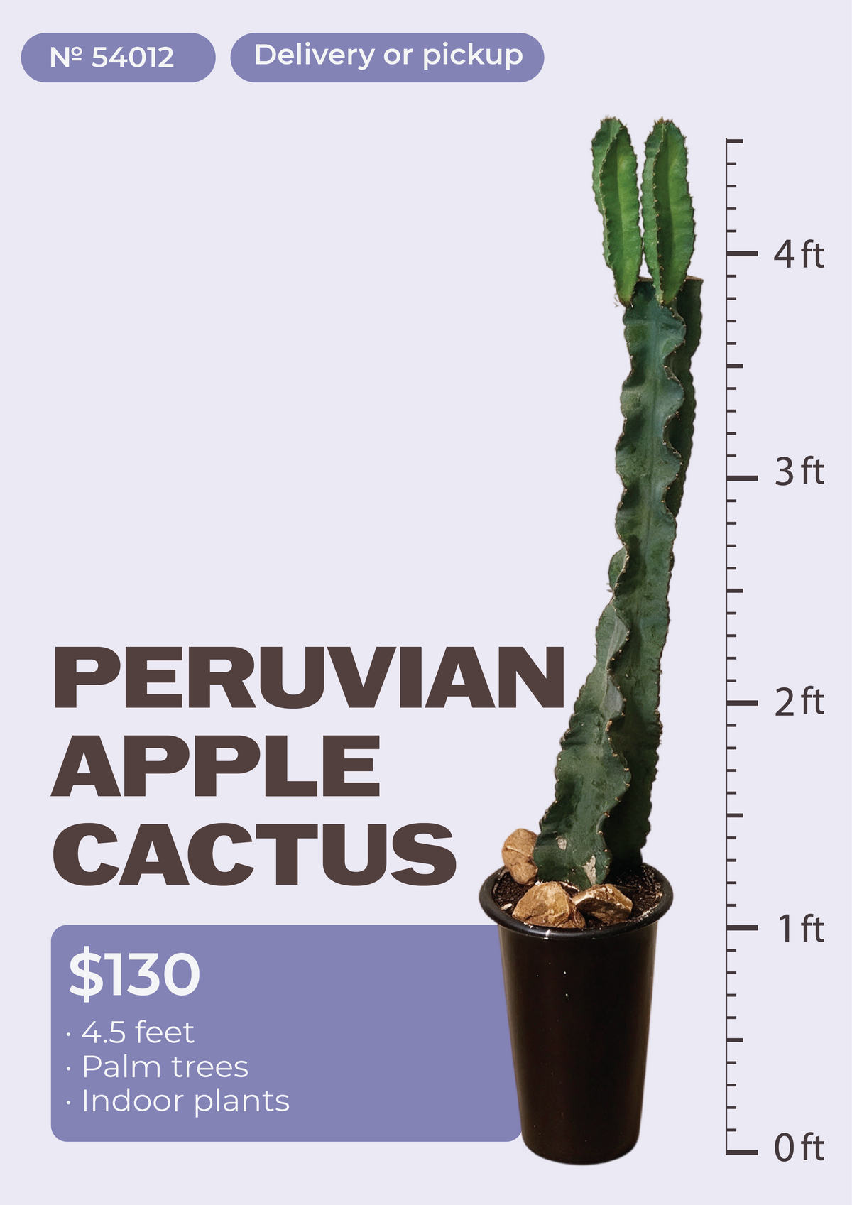 4'6" Peruvian Apple Cactus Cereus repandus in nursery pot, NYC plant delivery, item 54