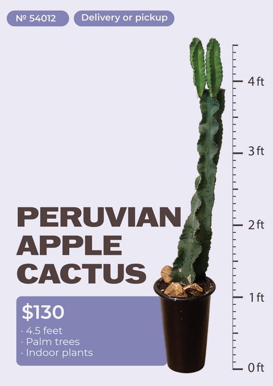4'6" Peruvian Apple Cactus Cereus repandus in nursery pot, NYC plant delivery, item 54