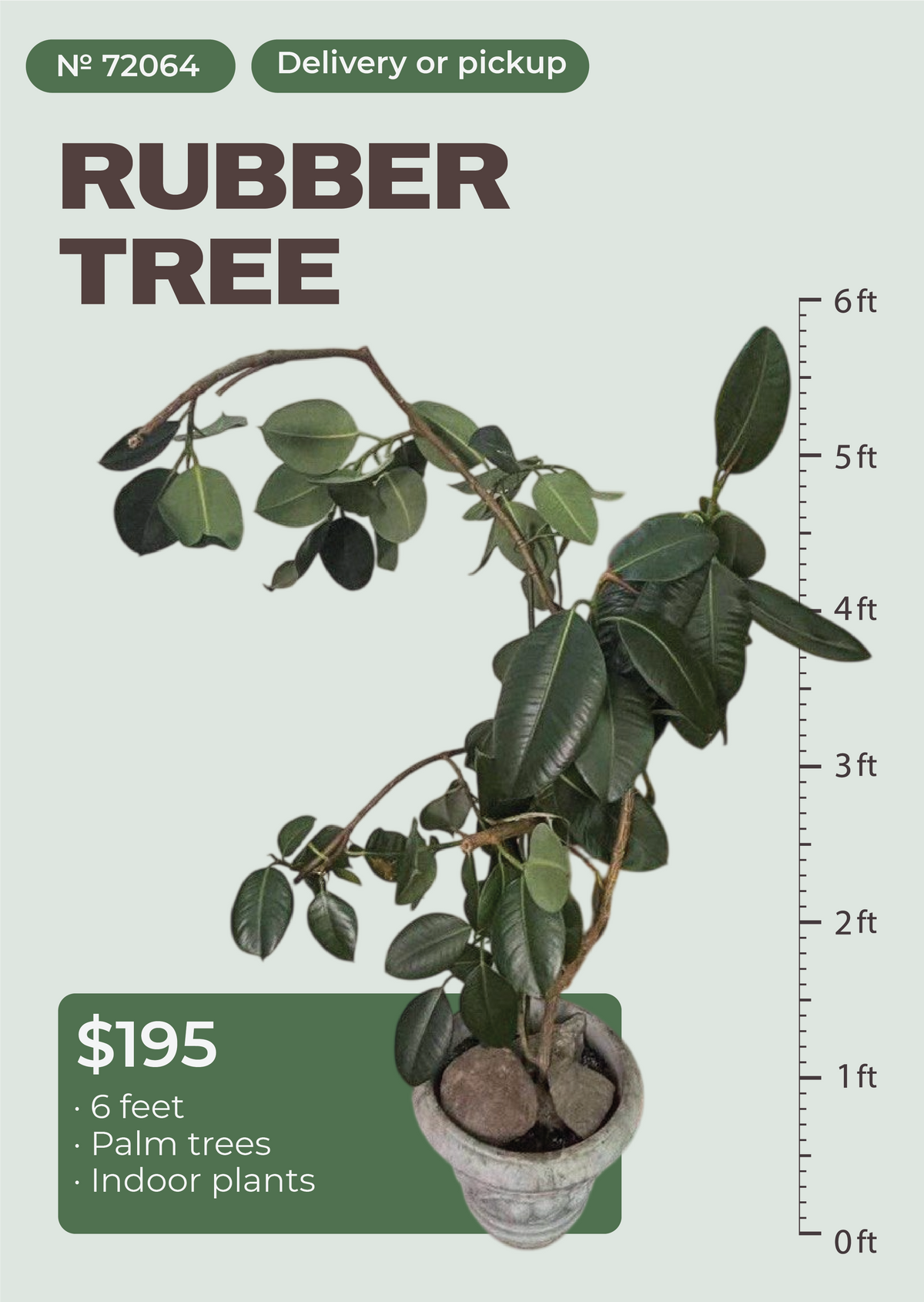 6' Rubber Tree Ficus elastica in nursery pot, NYC plant delivery, item 38