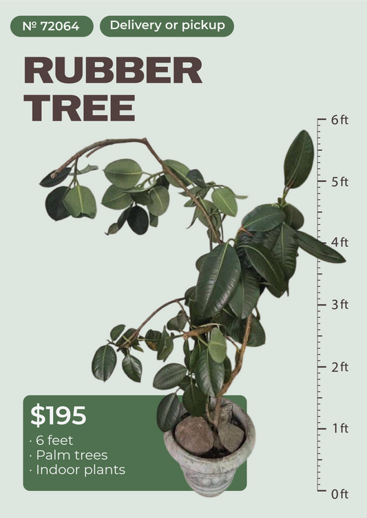 6' Rubber Tree Ficus elastica in nursery pot, NYC plant delivery, item 38