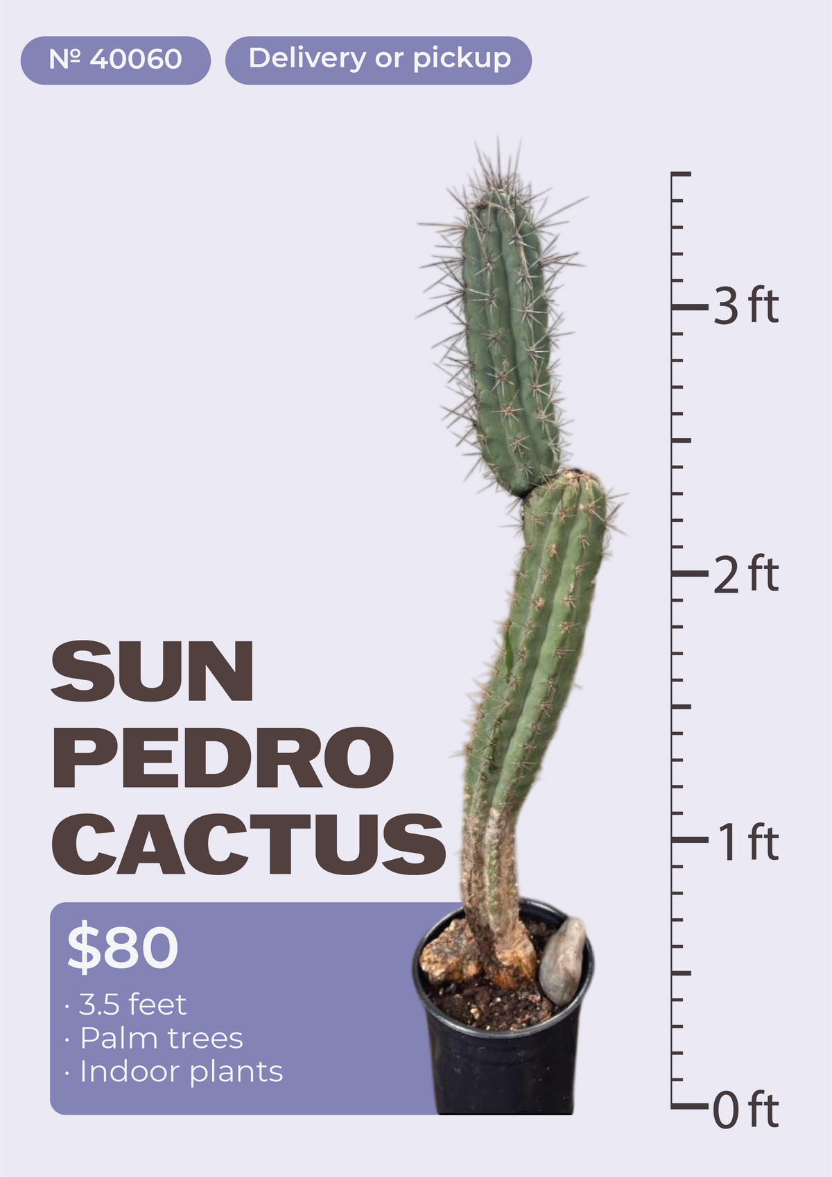 3'6" San Pedro Cactus Echinopsis pachanoi in nursery pot, NYC plant delivery, item 34