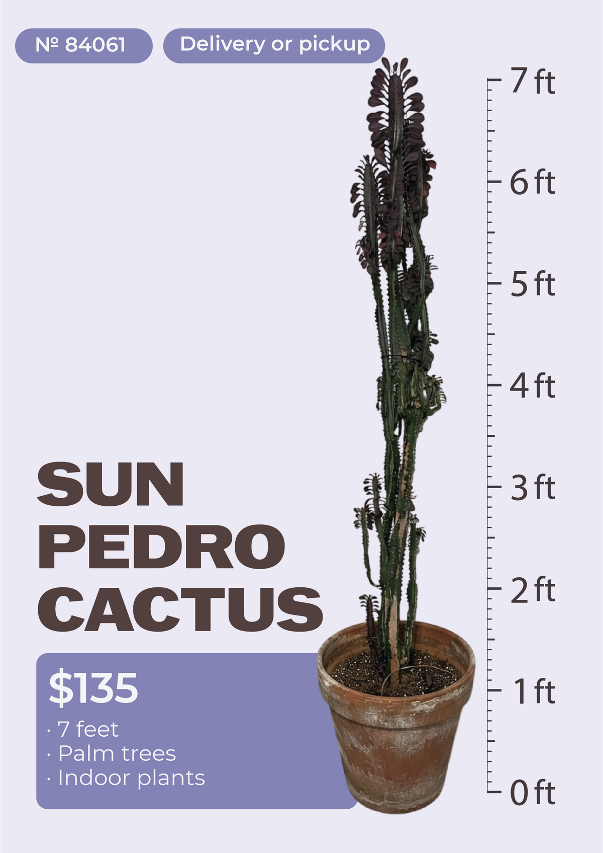 7' San Pedro Cactus Echinopsis pachanoi in nursery pot, NYC plant delivery, item 35
